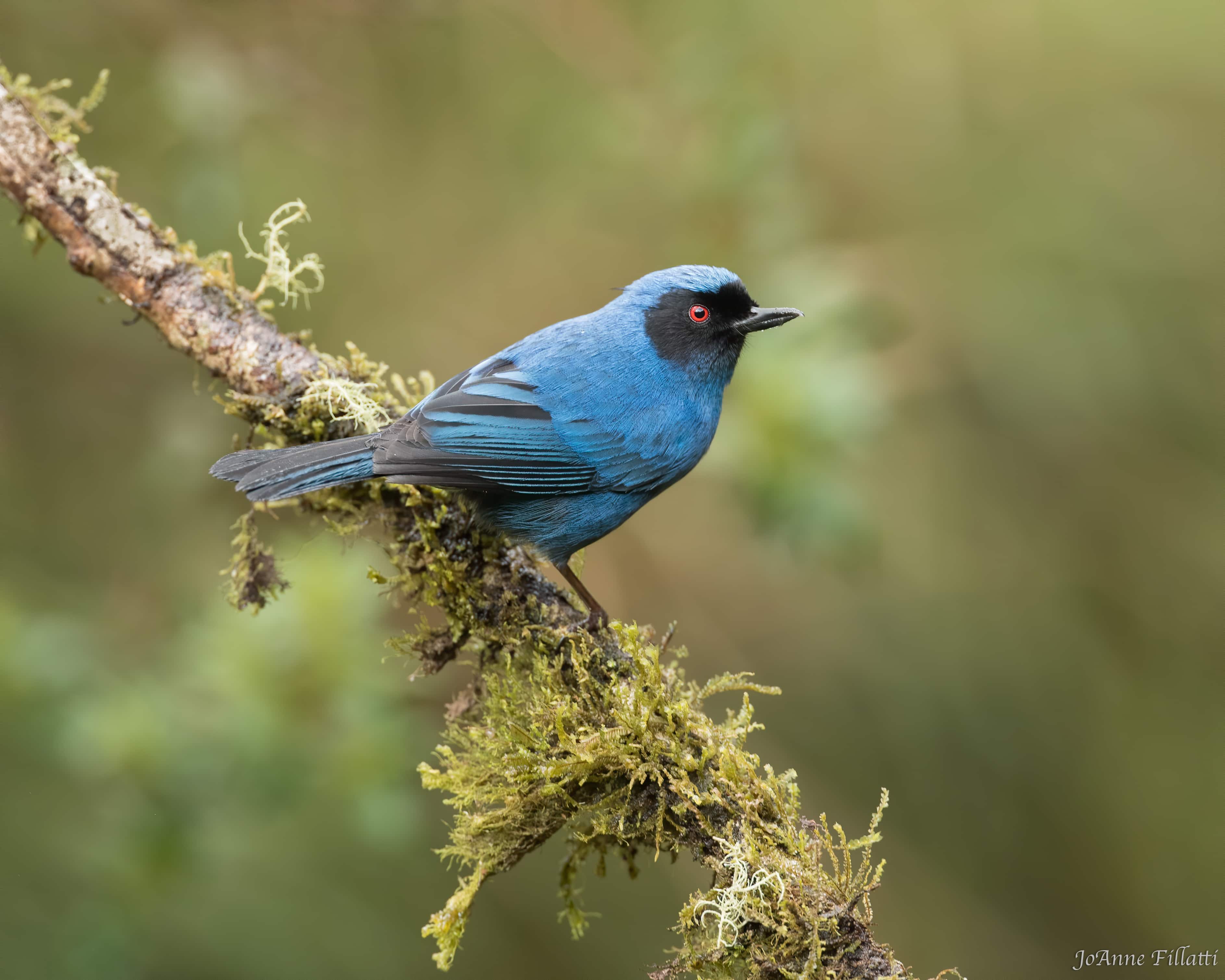 bird of colombia image 12